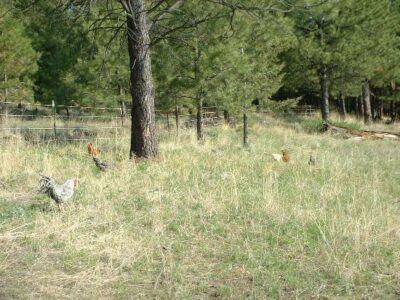 Living Off Grid – Another Chicken Story (humor) Image